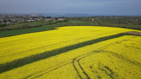 Campo-De-Colza-Devon-Costa-Del-Reino-Unido-En-El-Fondo-Vista-Aérea-De-Drones-Bajos