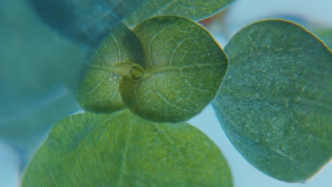 close-up of eucalyptus leaves
