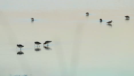 Un-Grupo-De-Pájaros-Tringa-Alimentándose-Al-Atardecer-En-Las-Aguas-Poco-Profundas-De-Un-Estanque-En-Ria-Formosa,-Portugal