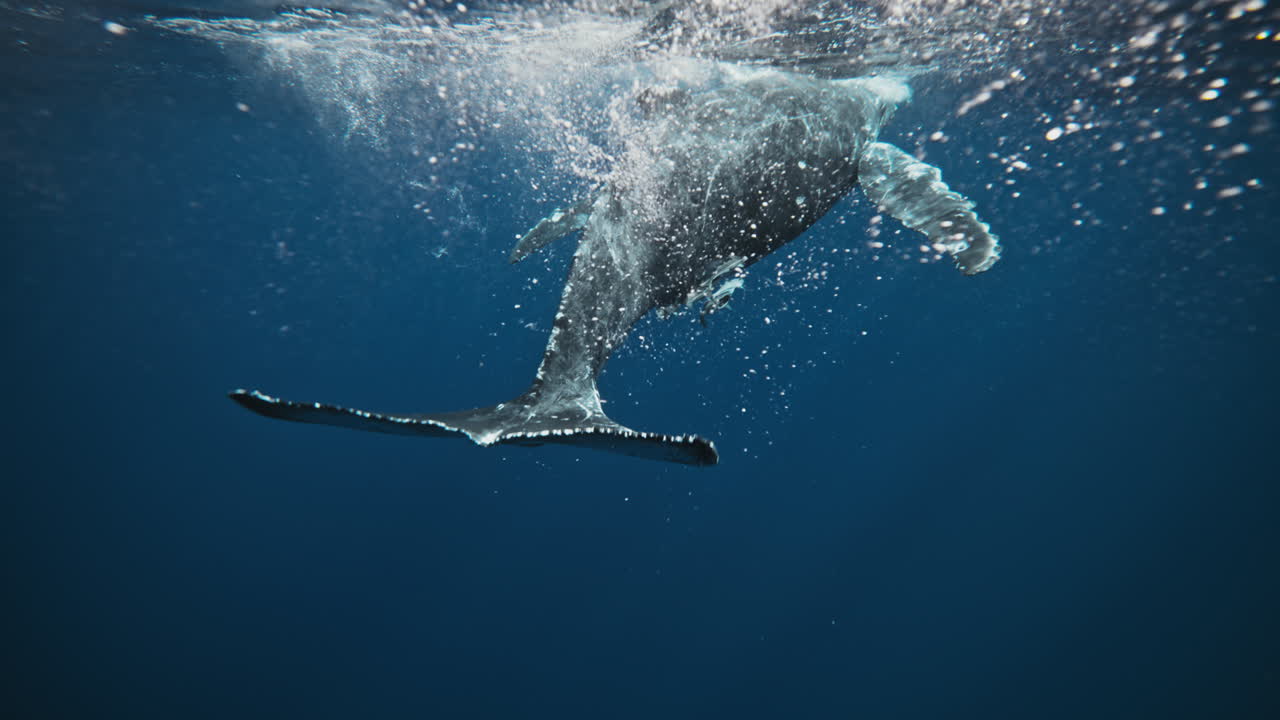 Whale rising through clear blue water as sun rays shine overhead