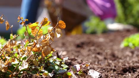 Speedwell-Flor-Perenne-De-Cerca---Mulching-En-El-Jardín-En-Cámara-Lenta-De-Fondo-60fps