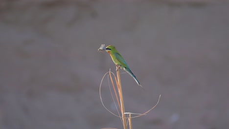 blue-tailed bee-eater with hunt on perch near colony