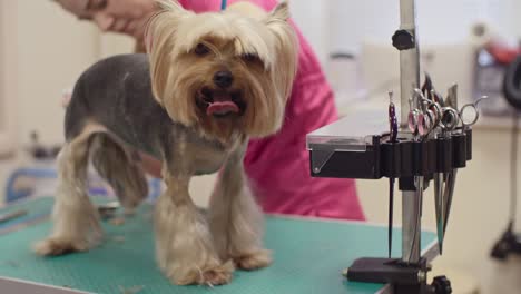 grooming a terrier