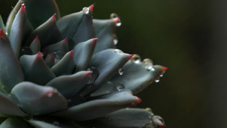 green succulent plant with red tips being sprayed with fine mist in garden greenhouse as water droplets form on leaves, macro up close slow motion