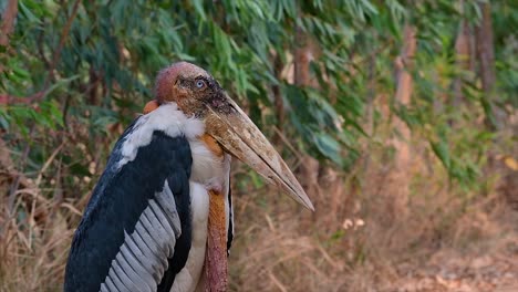 un gran pájaro de la familia de las cigüeñas común en el sur de asia y ahora en peligro de extinción debido a la pérdida de hábitat