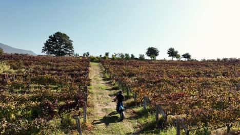 Winzer-Reitet-Durch-Weinberge-Und-Prüft-Den-Zustand