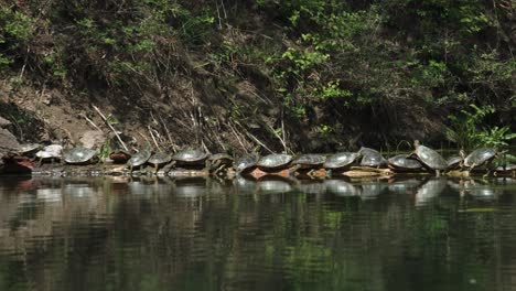 una exhibición serena de la naturaleza, con numerosas tortugas de varios tamaños alineadas a lo largo de la orilla de las aguas, posadas sobre troncos para empaparse del calor del sol de la tarde