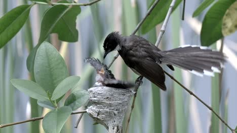 hungry juvenile malaysian pied fantail on nest feed by her mother in its habitat - close up