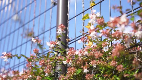 Colibrí-Halcón-Polilla-Bebiendo-Néctar-De-Flores-Blancas