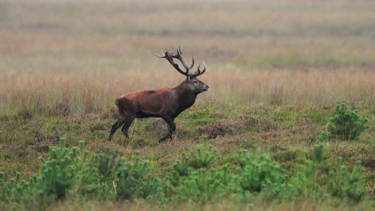 el ciervo rojo camina gloriosamente a través de las praderas abiertas de veluwe durante la temporada de ruturación