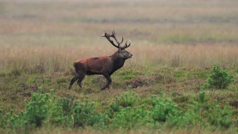 red deer gloriously walks across open grasslands of veluwe during rutting season