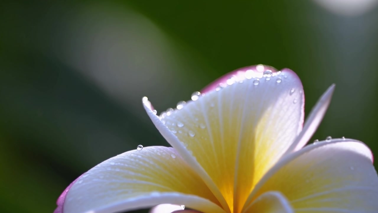 Primo piano di un fiore di Plumeria bianco e giallo con gocce di rugiada