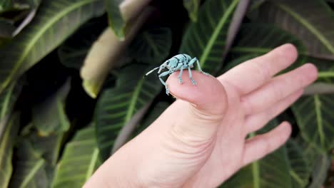 blue weevil from papua new guinea crawls on a person’s hand, close up