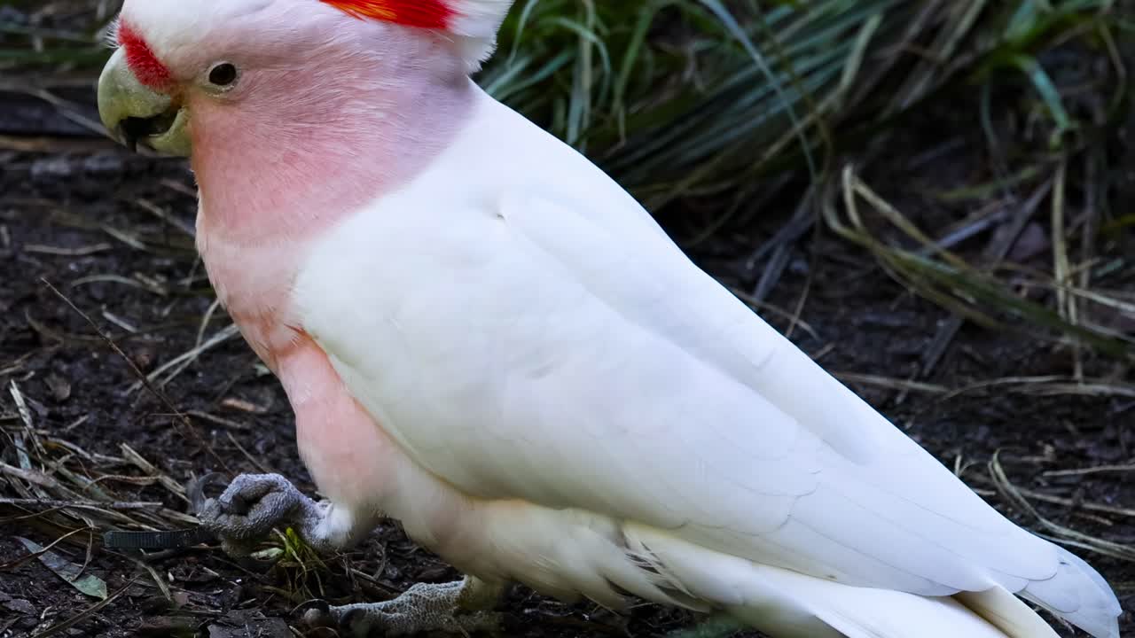 멜버른 동물원 에서 땅 위 를 고 있는 분홍색 카카투
