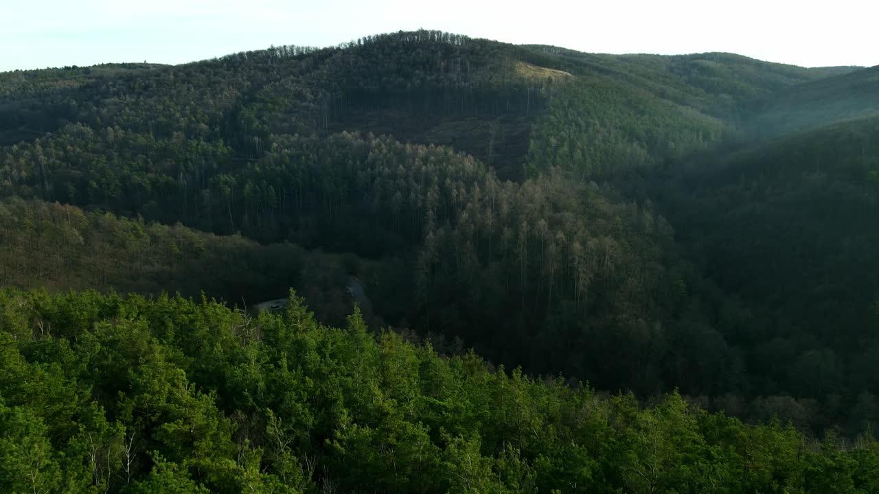 Riprese aeree di una foresta verde con un drone.