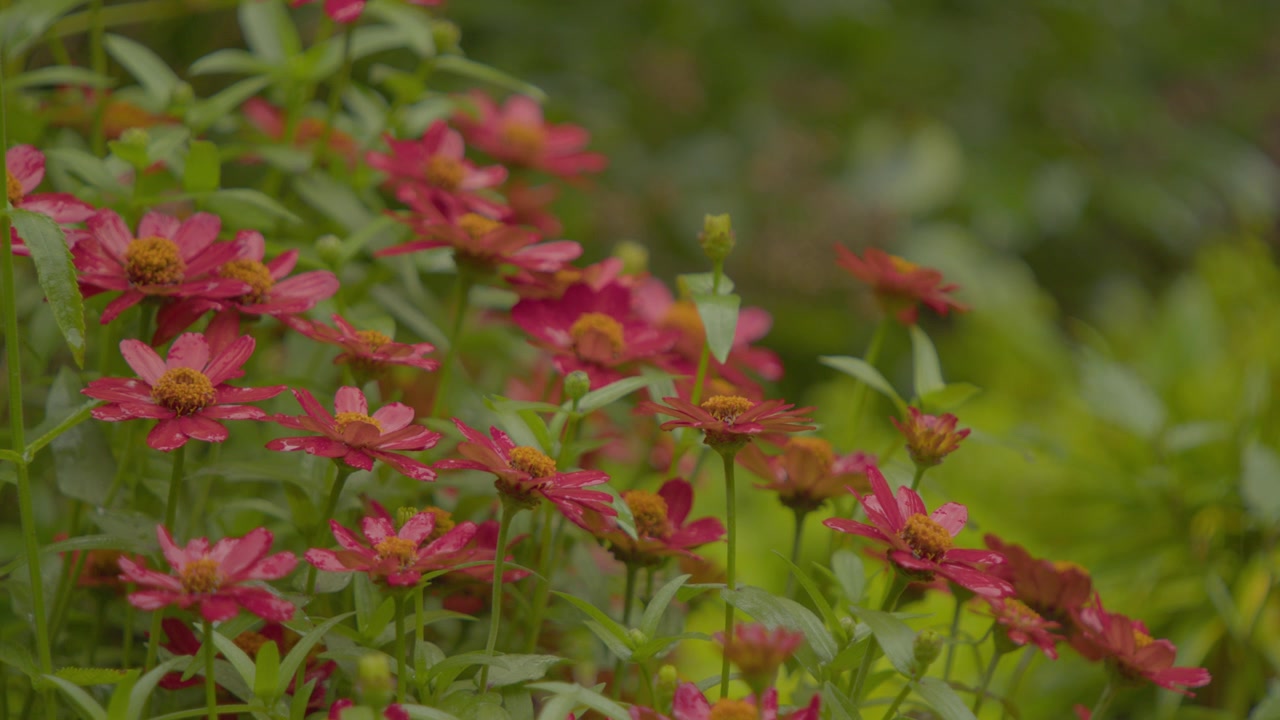 Bunga Zinnia Merah di Tengah Hujan - 4K