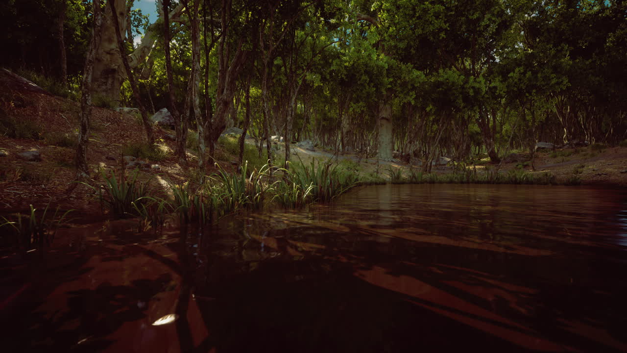 Serene forest pond with lush greenery and sunlight filtering through trees