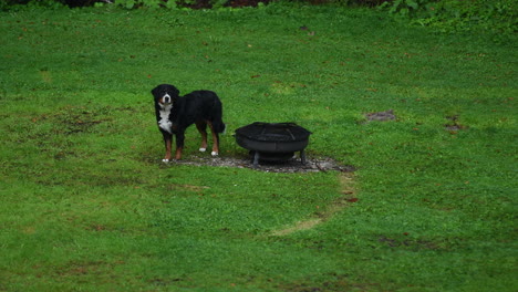 bernese mountain dog andando no prado e explorando a vizinhança