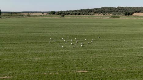Flying-over-storks-that-are-in-a-field-of-grass