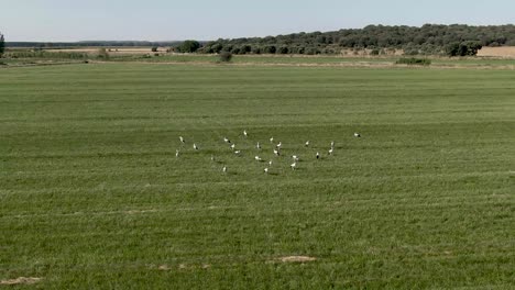 volando sobre cigüeñas que están en un campo de hierba