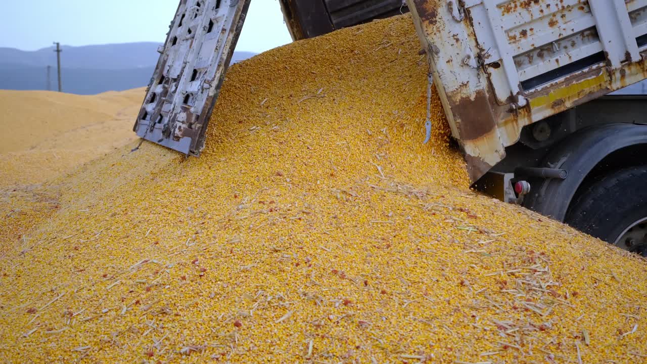 los granos de maíz cosechados se transportan en camión al silo. concepto de agricultura
