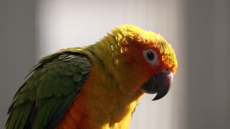 primer plano de periquito solar o ave conure solar retroiluminada