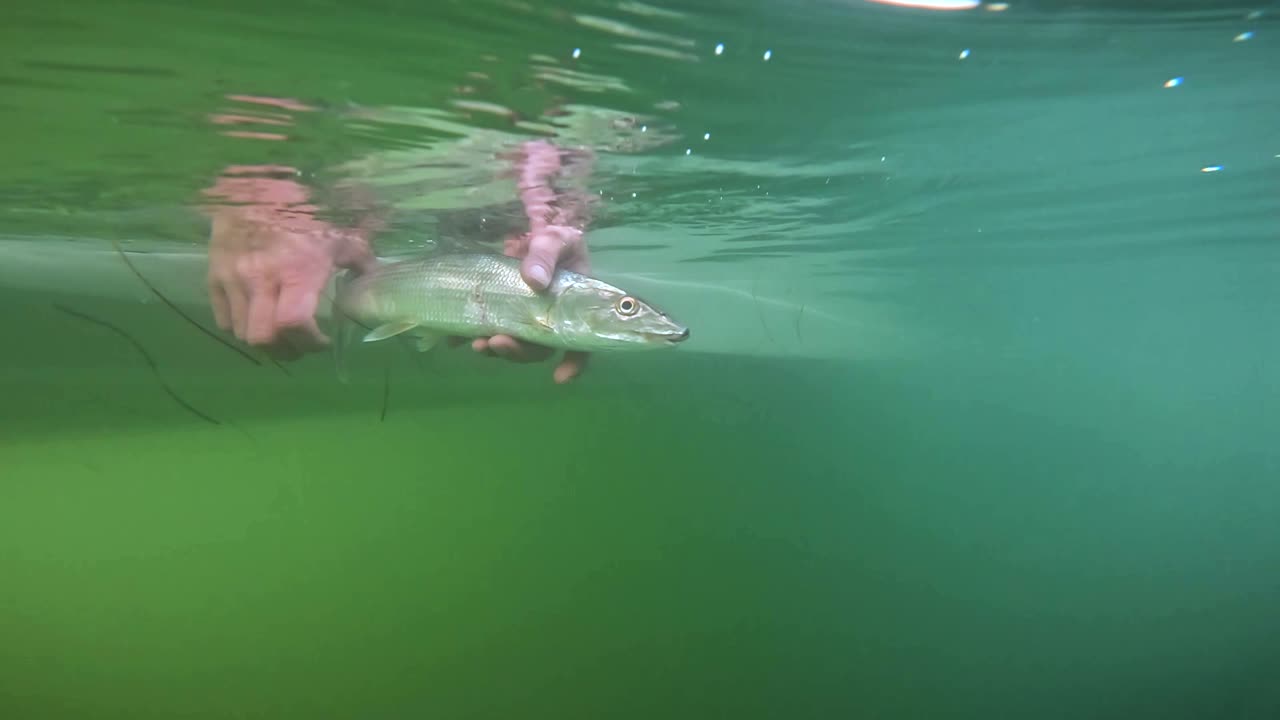 Fisherman releases a bonefish, underwater view