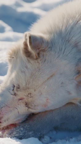 white husky eating in snow
