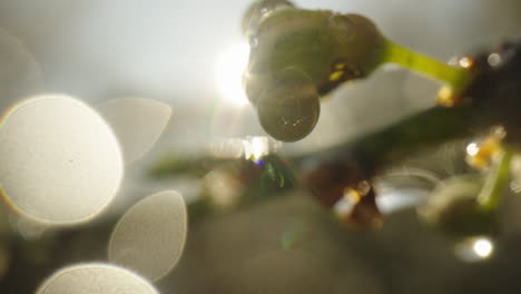 dew-kissed spring blossoms