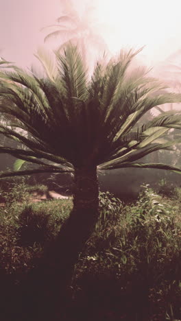 tropical tree in a lush forest