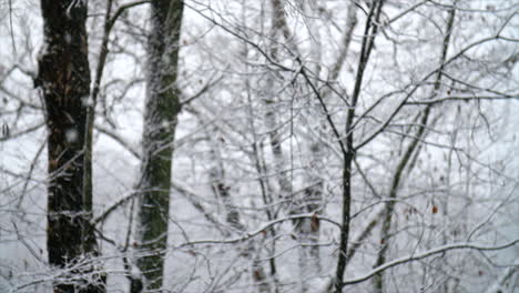 snow flakes fall in the woods