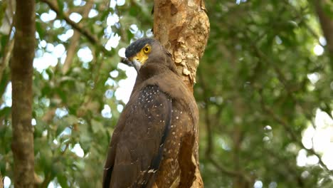 Steady-close-up-of-adult-Crested-Serpent-Eagle-sitting-on-branch-in-Sri-Lanka,-Asia,-to-look-for-prey