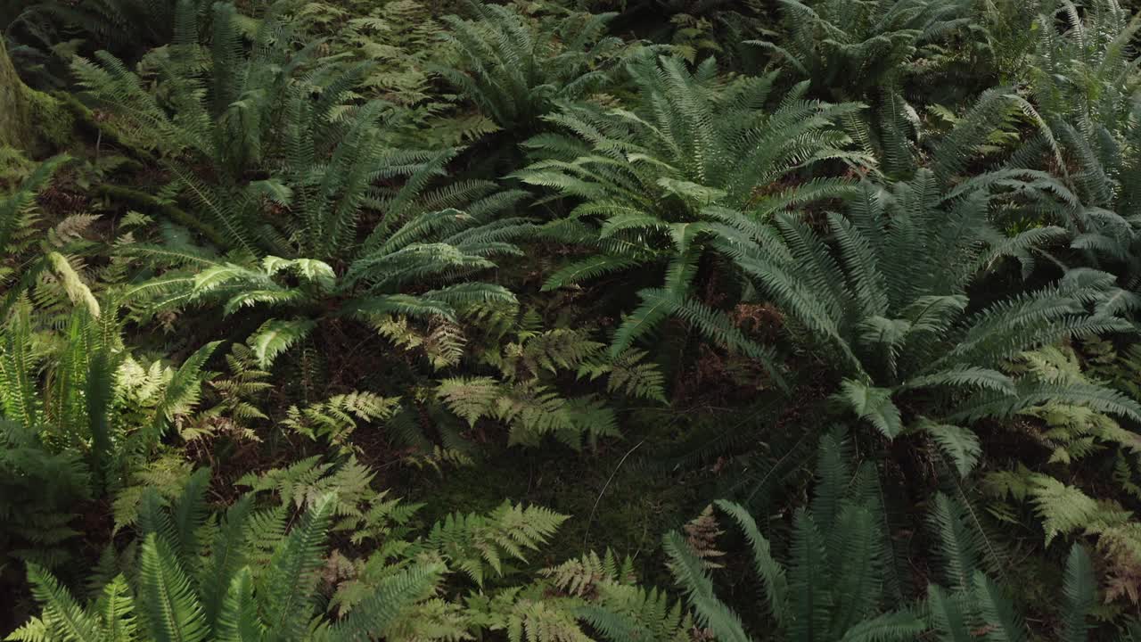 volando bajo sobre helechos en un bosque de segundo crecimiento en columbia británica-1