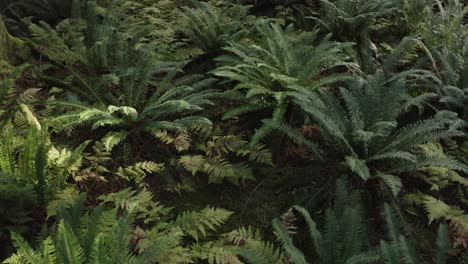 flying low over ferns in a second-growth forest in british columbia-1