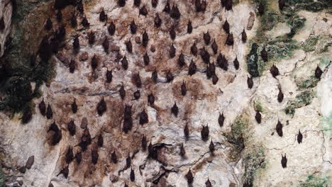 Fledermäuse-Hängen-Von-Der-Decke-Einer-Höhle,-Kuta-Lombok-Fledermaushöhle,-Indonesien