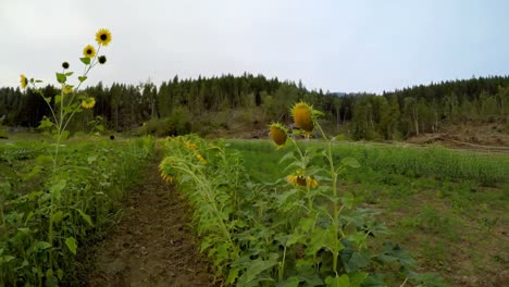 Fresh-flowers-growing-in-the-field-4k