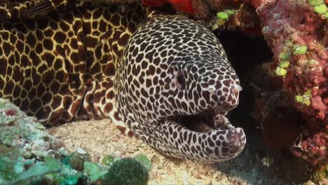 honeycomb moray eel super close up facing the camera