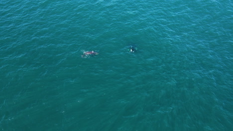 Mom-and-calf-whale-pair-in-Walker-Bay,-Hermanus,-South-Africa