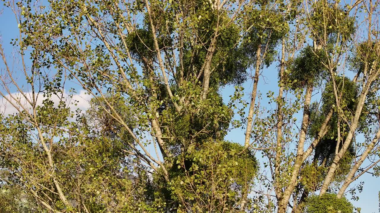 樹木は風にゆっくりと振り回され 太陽の光に浴びて ウェッセンの自然の風景の中に