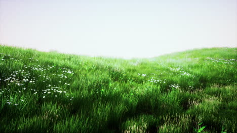 serene green meadow with daisies