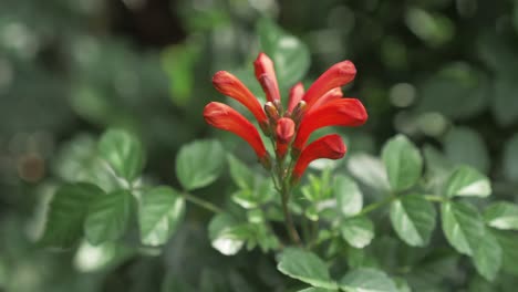 planta de justicia spicigera de cerca