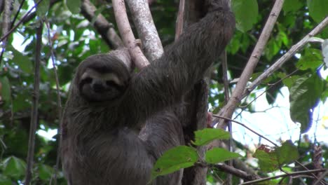 a sloth eats in a tree 2