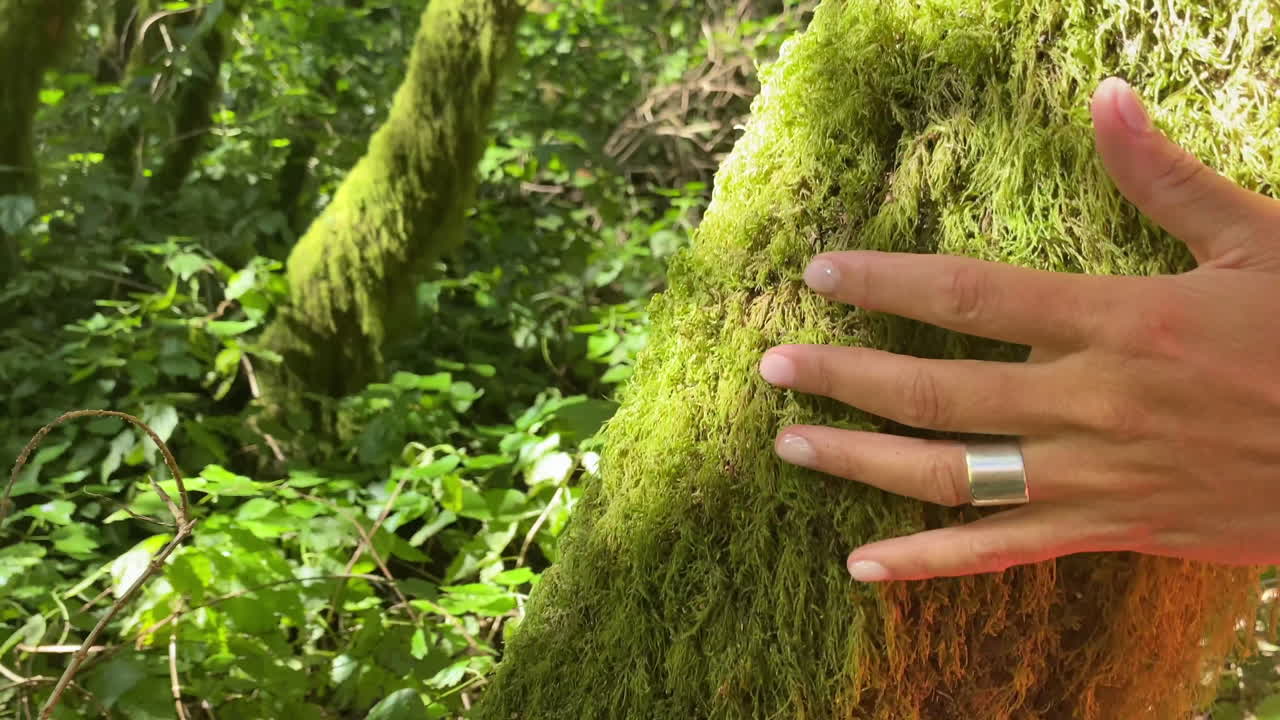 A close-up view of a hand caressing a moss and lichen tree in a sunny forest