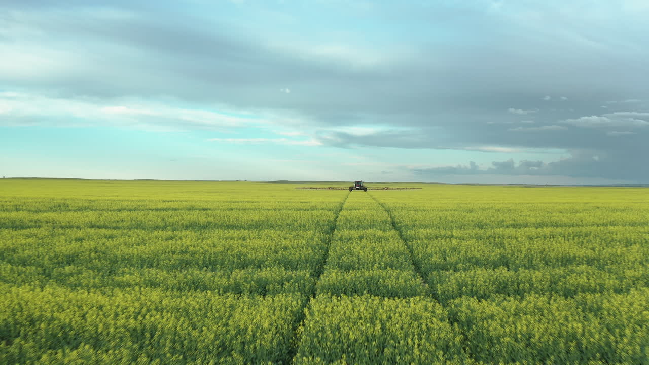 Traktor opryskujący fungicyd na kwitnący rzepak z gąsienicami ciągnika ...