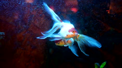 oranda goldfish floats in an aquarium