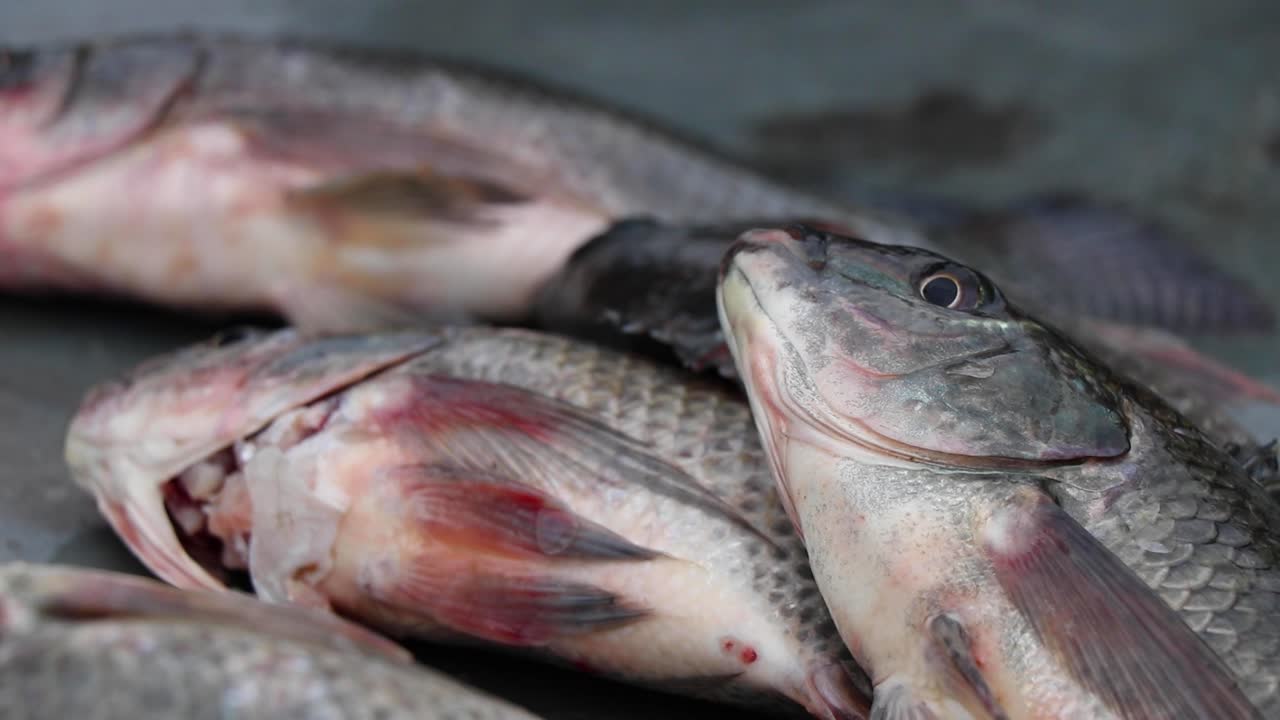 Close-up of fisherman's hand moving Tilapia fish around on a table in Kalangala, Uganda. Fish gasps for air. Gills and fins moving. Short depth of field