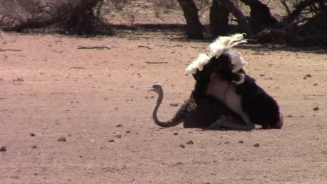 un avestruz común africano macho baila lentamente rítmicamente para una hembra en un ritual de apareamiento en el kalahari en verano