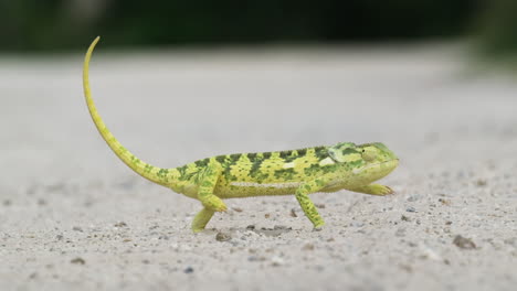 closeup of flap-necked chameleon walking by moving backwards and forwards