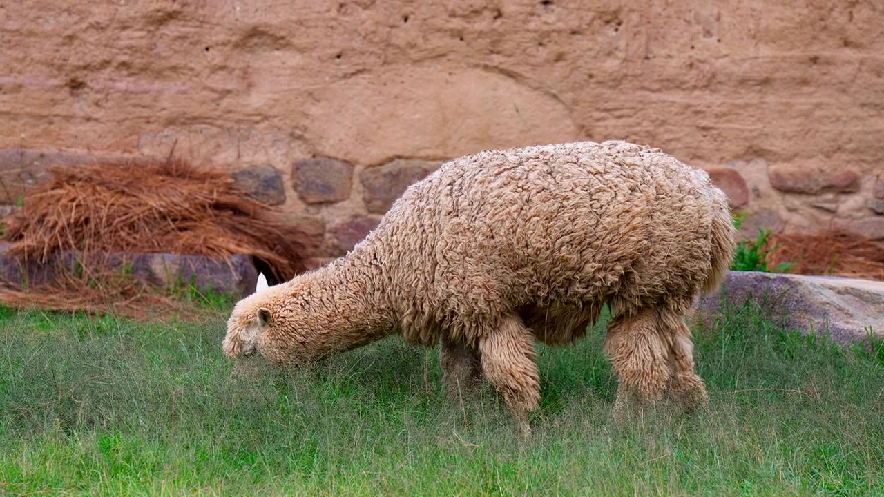 Yakın çekim görünüm, Evcilleştirilmiş Alpaka'lar, Meraklı Çiftlik Hayvanları, Yayla Hayvanları, Ollantaytambo, Peru, Güney Amerika.