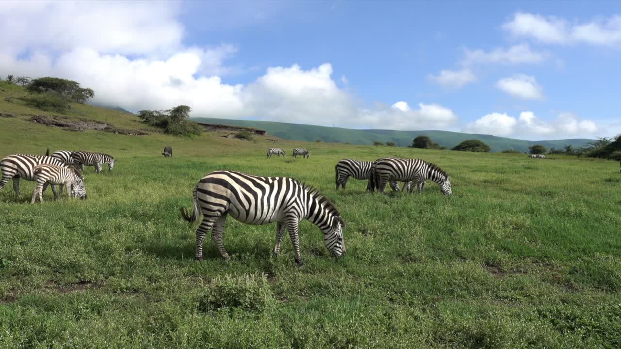 Zebre di Grant (Equus burchelli boehmi) al pascolo nel cratere di Ngorongoro, Tanzania